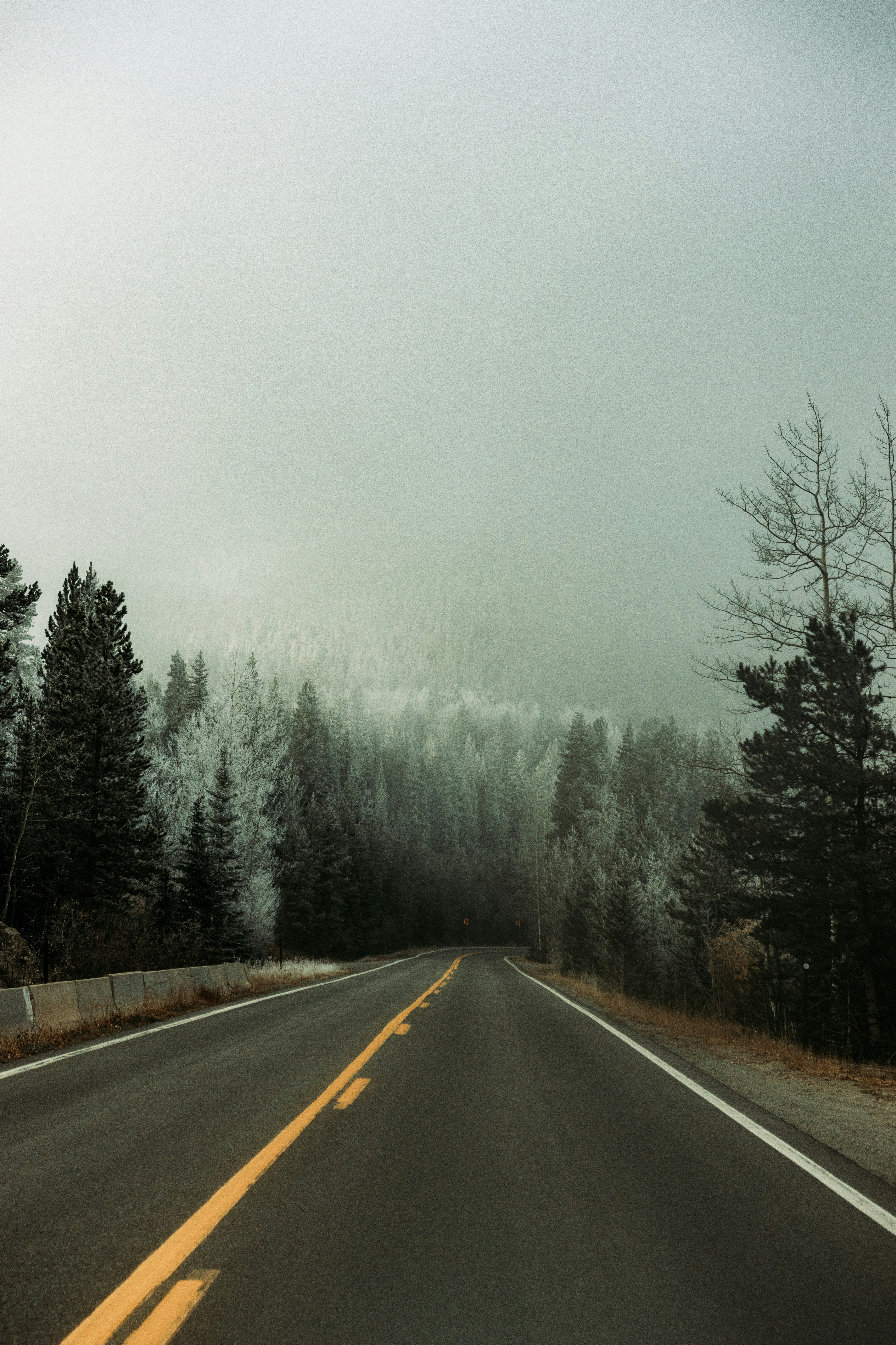 gray concrete road between trees covered with fog